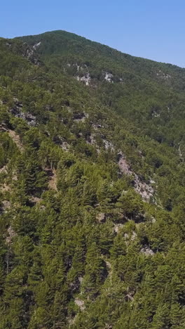 mountain forest landscape