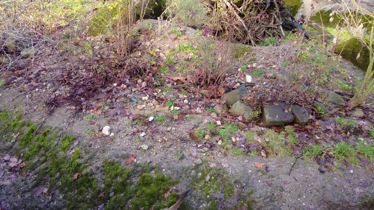 동물원을 떠나기 전에 주위를 둘러보고 있는 미어캣