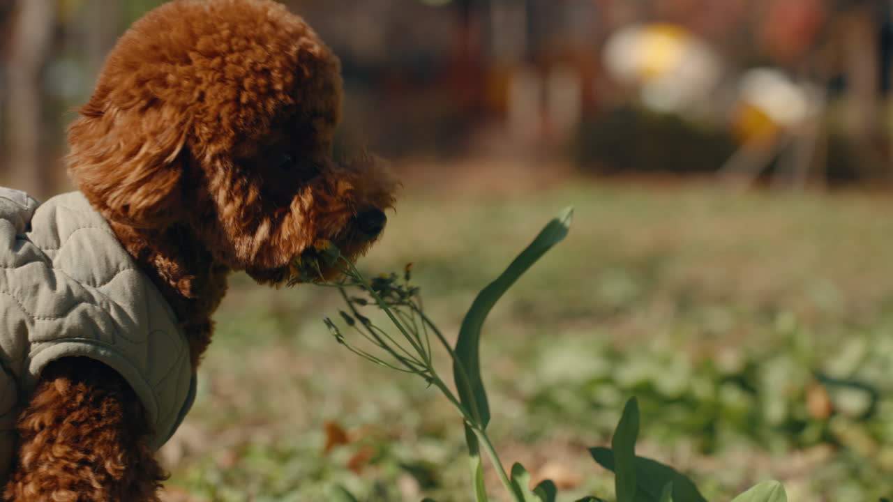 Toy Poodle brown dog wearing a light-colored quilted jacket is sniffing and biting yellow flowers in a grassy outdoor setting - close-up slow motion