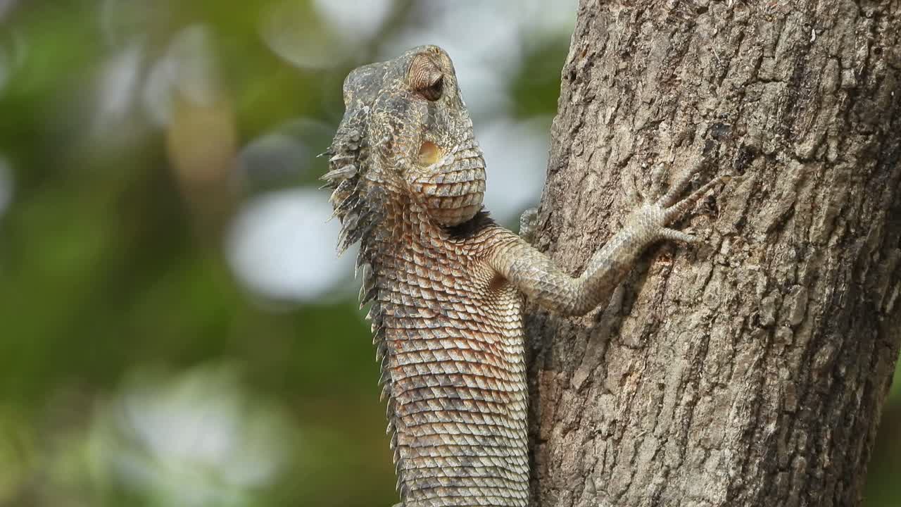 도마뱀 - 음식 - 나무 대기