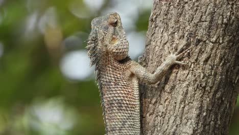 Lagarto---Comida---árbol-Esperando