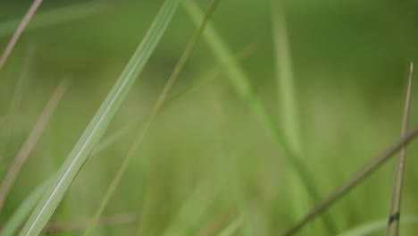 una hierba perenne originaria de asia tropical y subtropical y también introducida en varios países