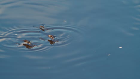 common pond skater or common water strider slides above water in breeding season