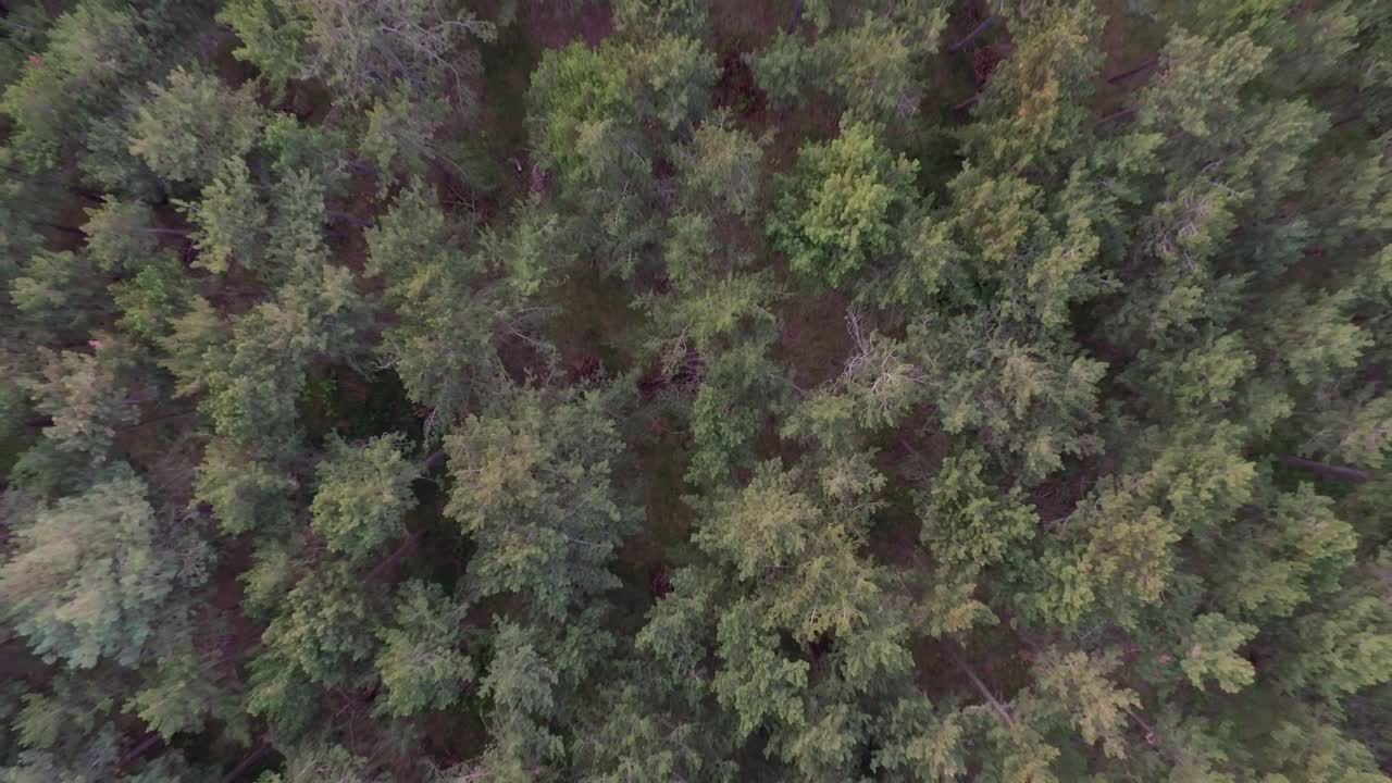 울창 한 숲 의 공중 에서 볼 수 있는 모습