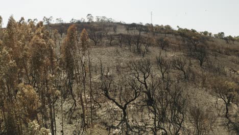 árboles quemados durante un incendio forestal en las montañas del bosque en un día soleado en portugal