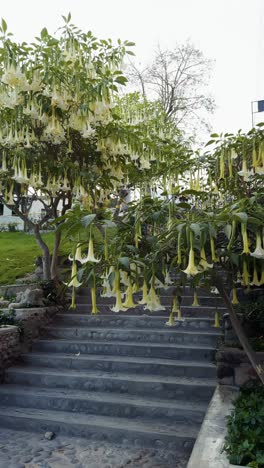 vertical pan of angels trumpet plant or brugmansia arborea, lush green trees and urban background on breezy overcast day