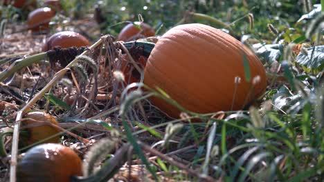 dolly se mueve hacia la izquierda como una gran calabaza en un campo con el sol saliendo detrás y el rocío brilla sobre la piel naranja.