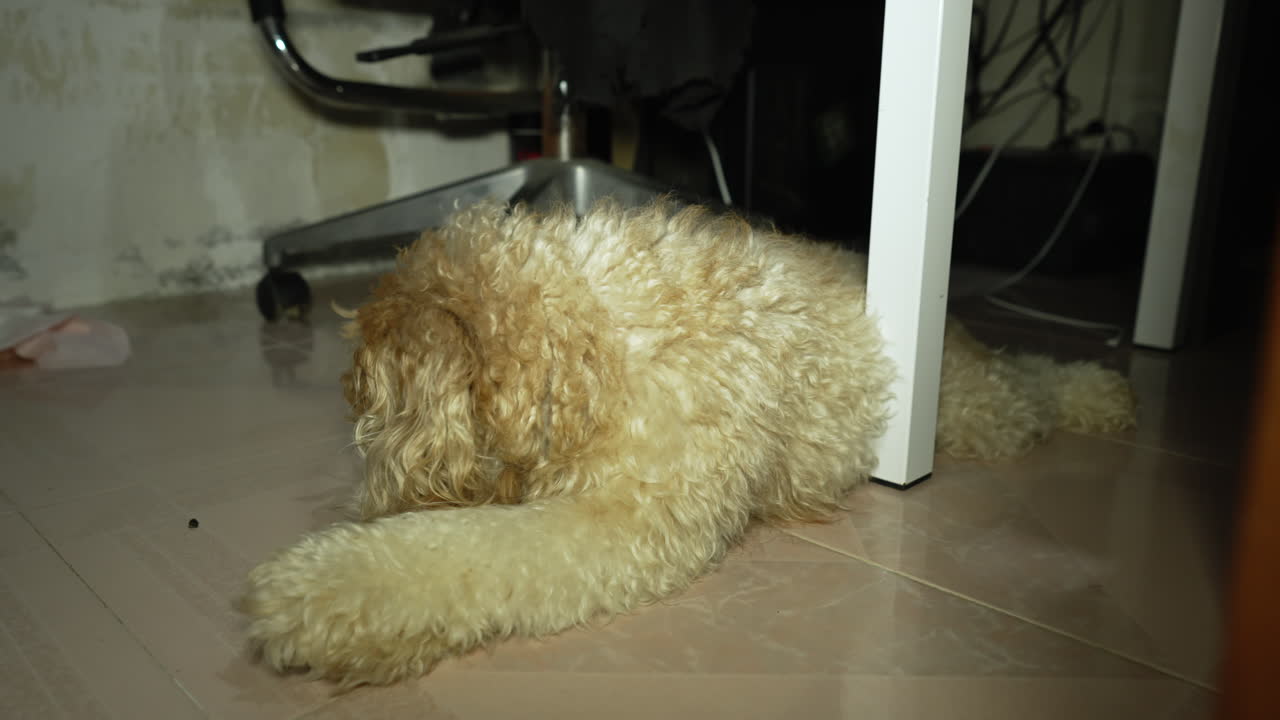 귀여운 코카푸 강아지