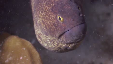 moray eel close up shot with cleaner fish, in phuket, thailand-1