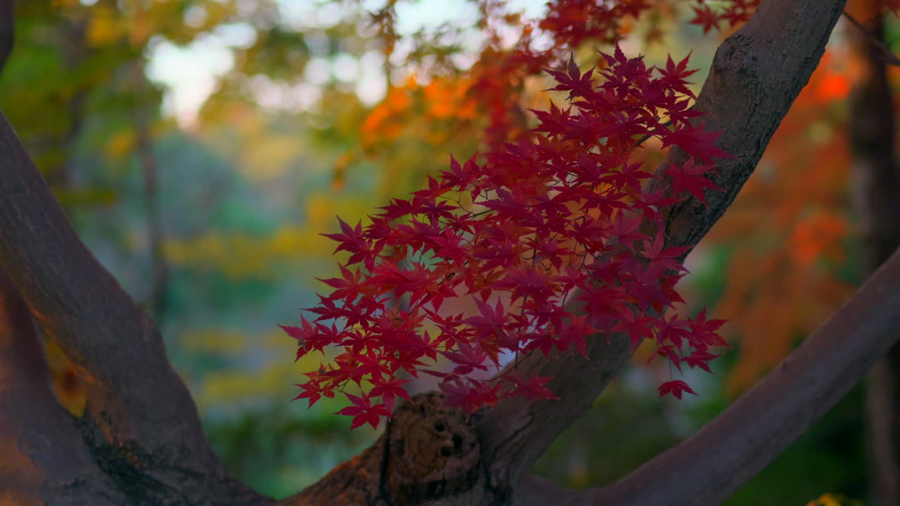 Red Japanese maple tree leaves in autumn with yellow gingko trees in background