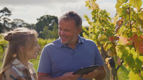 propietario masculino de viñedo con tableta digital y trabajadora chequeando las uvas en el campo en la cosecha