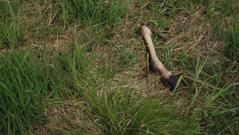 forest cattle bones