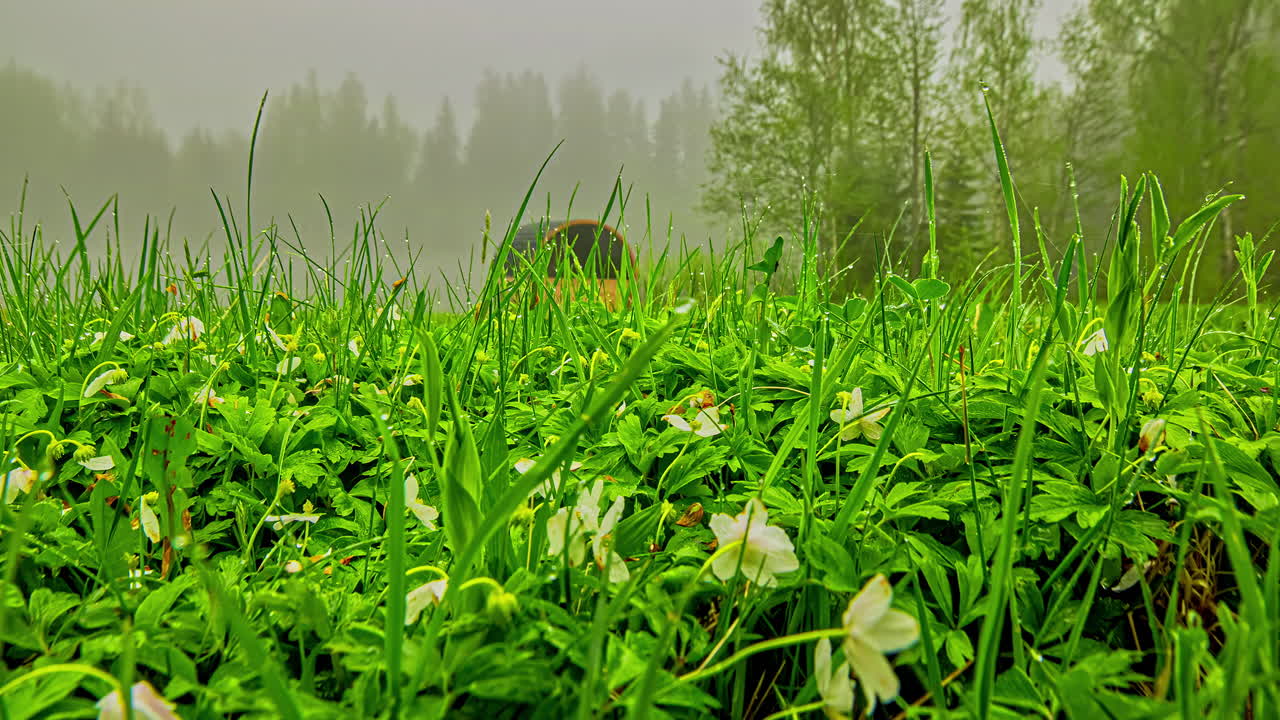 비가 내리는 흐린 날 숲에서 이른 봄 흰 꽃 아네모네 네모로사의 클로즈업 샷
