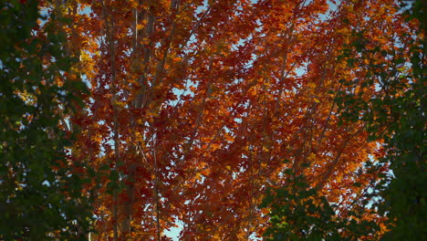 Wind-Blowing-Over-Autumn-Trees-During-Daytime