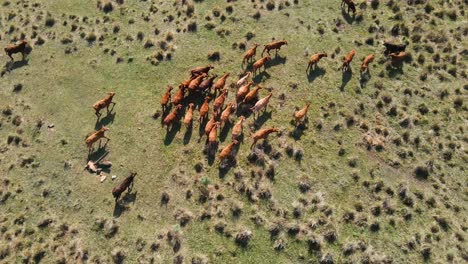 ganado caminando a través de un vasto pasto