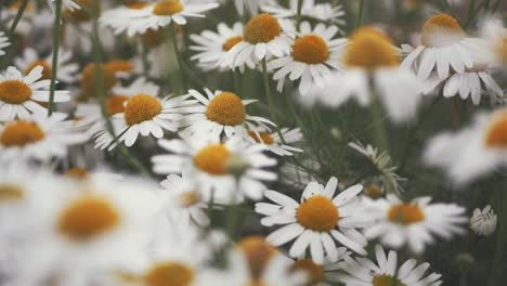 primer plano de flores blancas con un gran centro amarillo, flores de margarita, familia asteraceae, belleza de la naturaleza