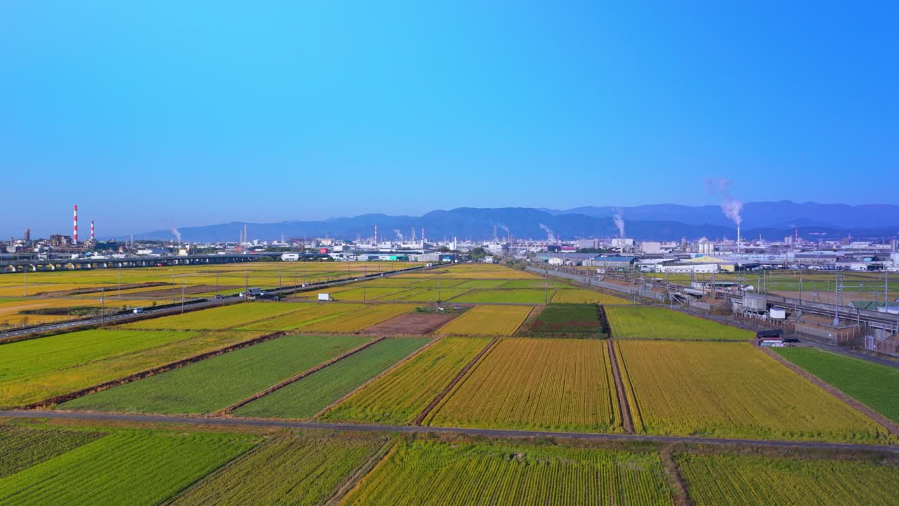 Rice Fields in Japan, Early Morning Establishing Shot of Rural Shizuoka