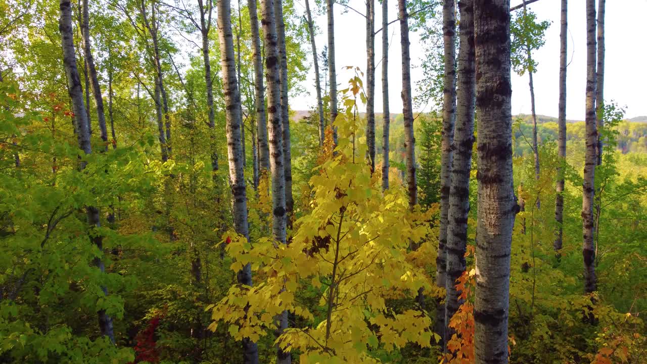 Ripresa aerea con drone che vola attraverso una foresta autunnale colorata, con fogliame giallo e arancione, in una giornata di sole.