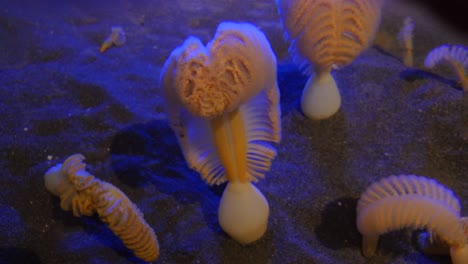 un primer plano bajo el agua de una pluma de mar