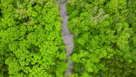 río en un bosque verde y exuberante en un hermoso ecosistema - vista aérea de arriba hacia abajo