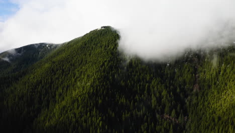 Aerial-View-Of-Dense-Conifer-Trees-on-Olympic-Peninsula,-Washington-State,-United-States