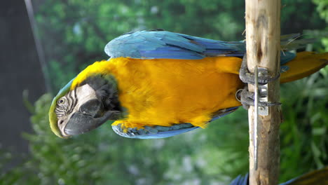 vertical shot of a lone blue-and-yellow-macaw inside a zoo in bangkok, thailand