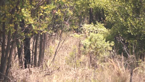 Impala-antelope-standing-still-and-hiding-in-thicket-in-african-woods