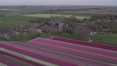 The-church-of-Aartswoud-near-colorful-tulip-fields-during-day-time,-aerial