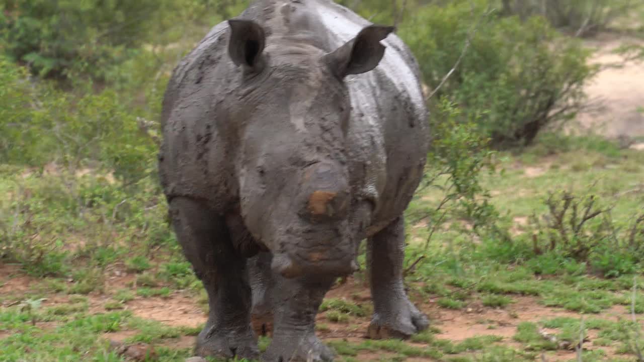 Close up of An endangered African White rhino covered in mud standing, Kruger, Ceratotherium simum simum