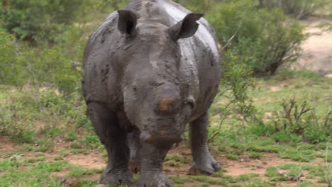 Nahaufnahme-Eines-Vom-Aussterben-Bedrohten-Afrikanischen-Breitmaulnashorns,-Bedeckt-Mit-Schlamm,-Stehend,-Kruger,-Ceratotherium-Simum-Simum