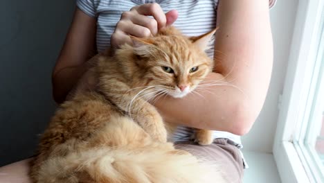 woman stroking cute ginger cat lying in her arms. very fluffy pet purrs closes eyes from pleasure. cozy home