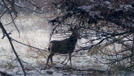 Ein-Großer-Männlicher-Maultierhirsch-Mit-Großem-Geweih-Ruht-In-Den-Bäumen