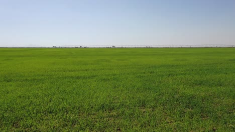 Top-view-of-the-wheat-fields-at-Sharjah-Wheat-Farms-in-the-United-Arab-Emirate