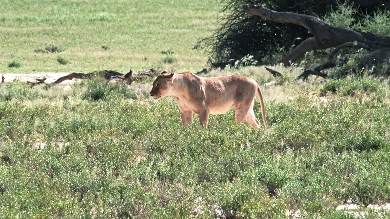 Lioness walking across a green plain in the Kalahari National Park of South Africa
