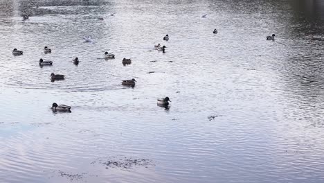 Wunderschöne-Enten,-Die-Im-Frühling-Auf-Dem-Kristallklaren-Wasser-Des-Sees-Im-Park-In-Rumänien-Schwimmen