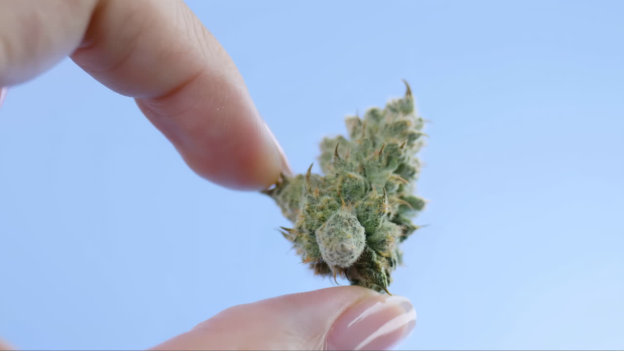 Mano che ruota delicatamente una cima di cannabis fresca