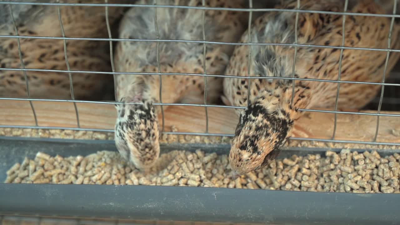 Close up of Coturnix birds eating in a cage