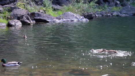 cuatro patos nadan y pelean en un pequeño estanque poco profundo en whangarei nueva zelanda