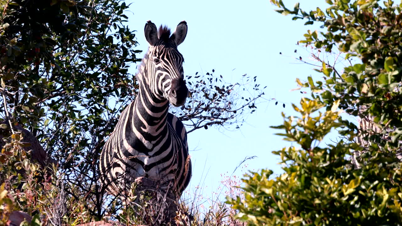Zebra stallion atop hill ridgeline on high alert looking around, frontal shot