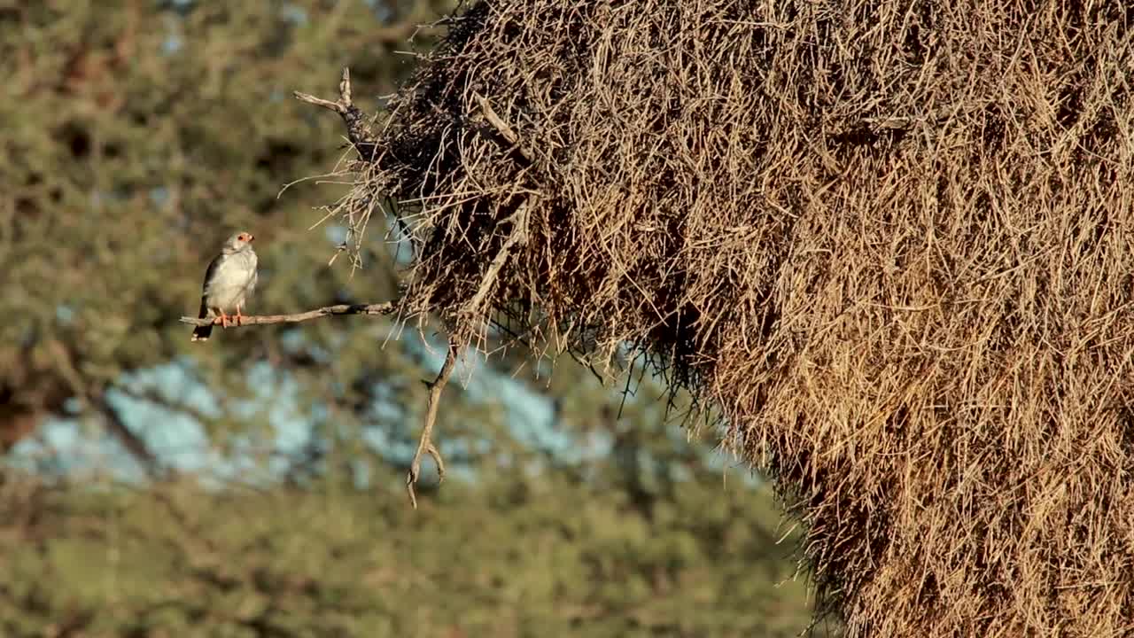 toma extrema de un halcón pigmeo posado en la entrada de un nido de tejedores sociables, parque transfronterizo kgalagadi