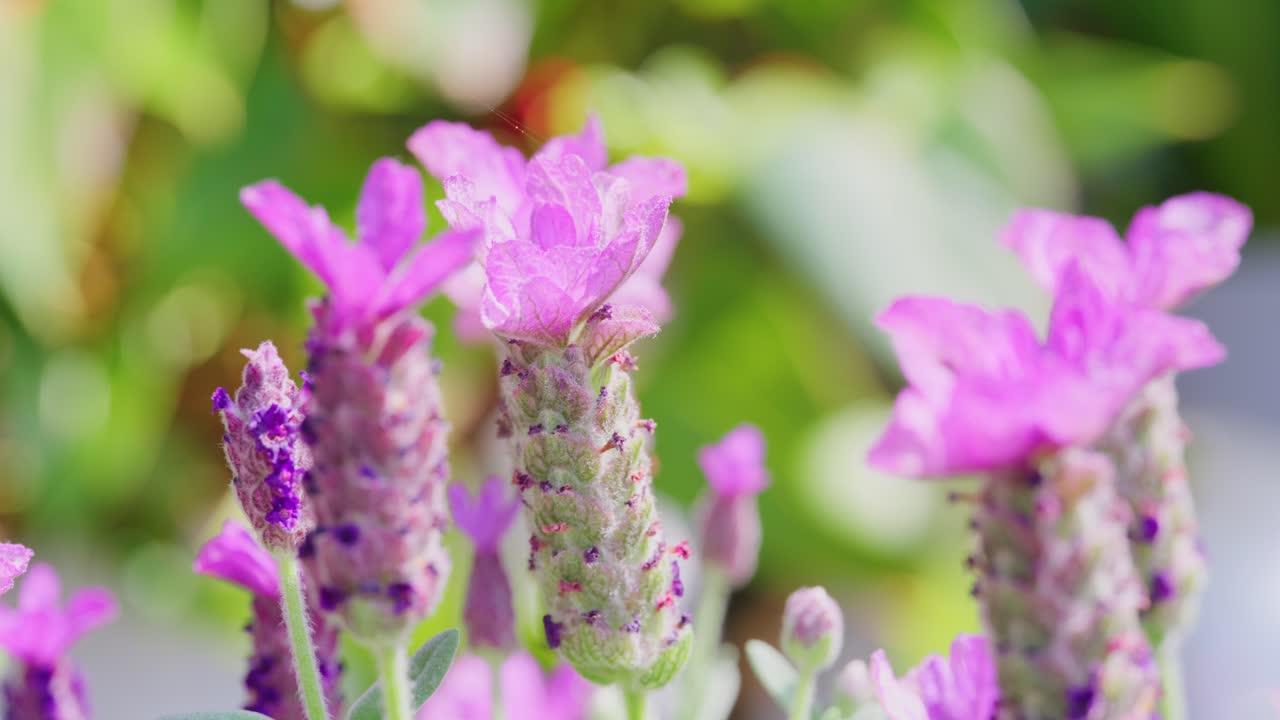 Primo piano di lavanda francese, Lavandula stoechas, che cresce in un vivaio di erbe aromatiche con profondità di campo ridotta.
