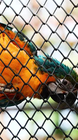 colorful macaw interacting with enclosure fence