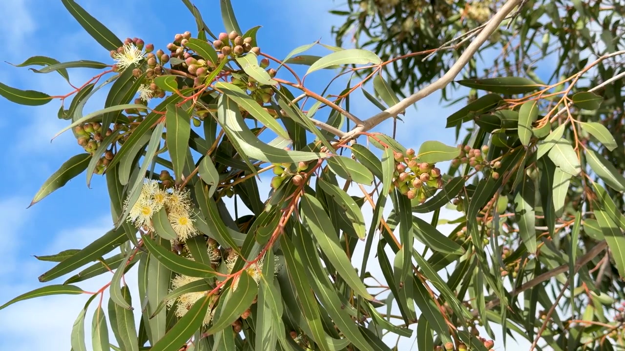 Nærbilde av grener fra et innfødt australsk eukalyptustre som svaier forsiktig mot en blå himmel i Dubbo