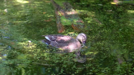 In-one-of-the-small-lakes-of-the-Shakujii-Koen-Park-in-Tokyo,-Japan,-ducks-look-for-their-food-between-the-water-and-the-algae