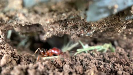 red ants building the anthill under the ground, macro