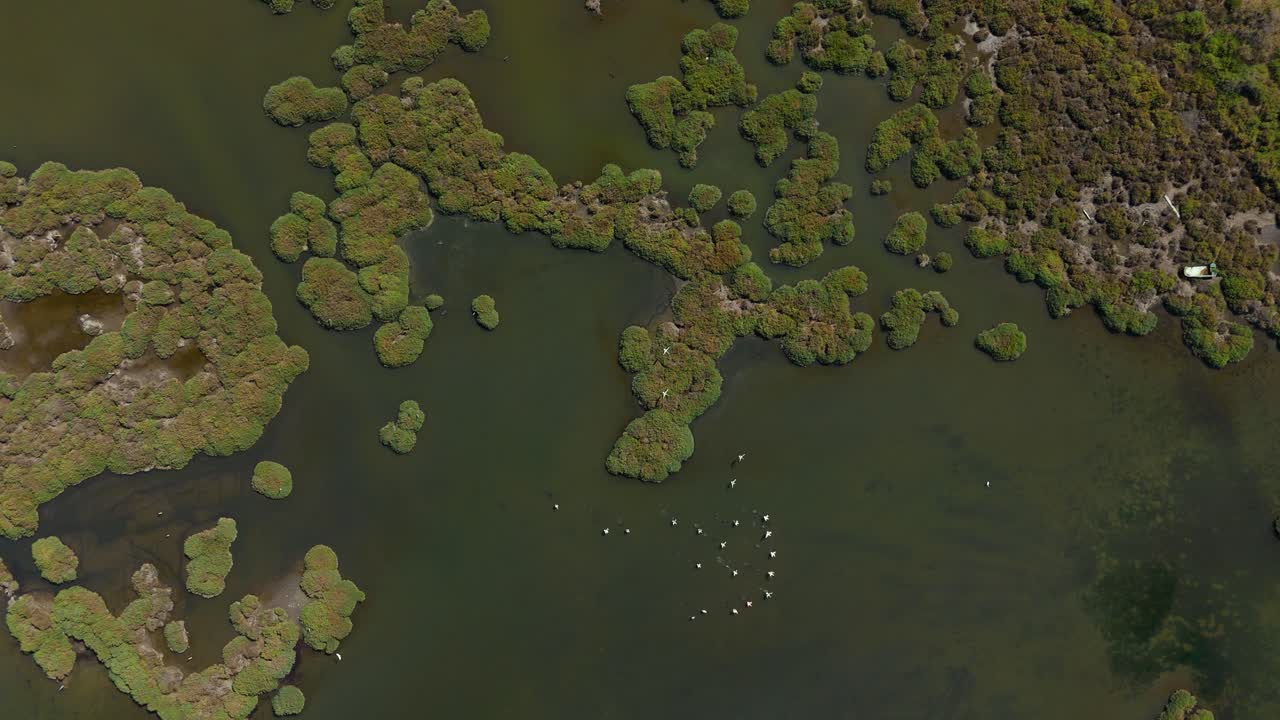 Flamingos seen flying from above in the shallow water of a lagoon savannah