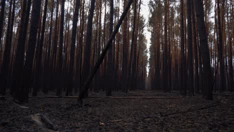 4-Días-Después-Del-Gran-Incendio-Forestal-En-Treuenbrietzen-brandenburg,-Que-Destruyó-300-Ha-De-Bosques