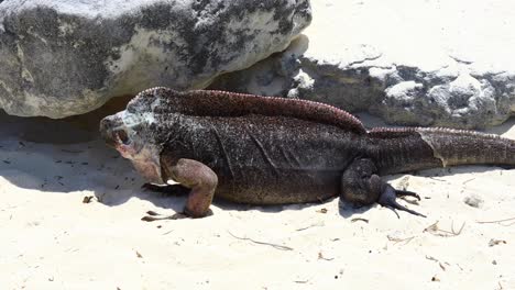 Video-Estático-De-Una-Iguana-De-Roca-Del-Norte-De-Las-Bahamas-Tratando-De-Esconderse-Debajo-De-Una-Roca.