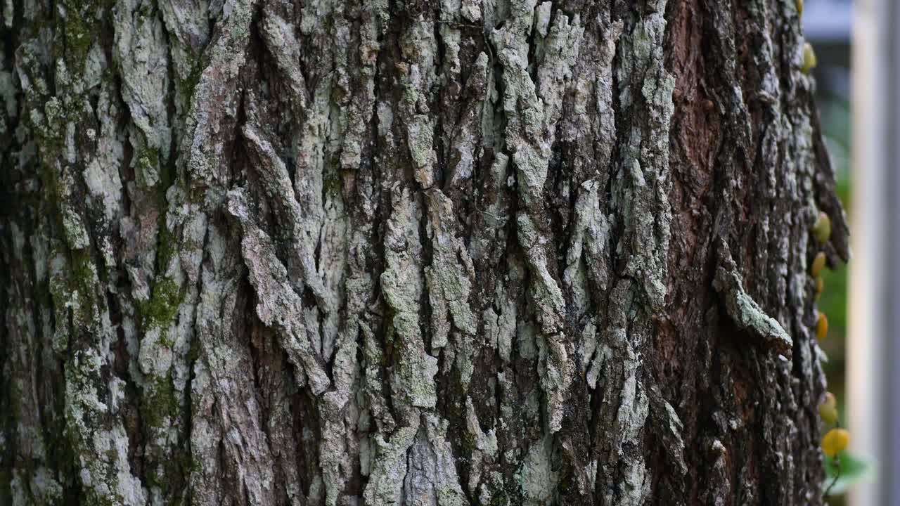 Close-up of Tree Bark Texture