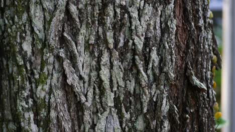 close-up of tree bark texture